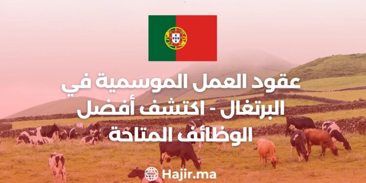 Seasonal Work Contracts in Portugal – Explore the Best Available Jobs