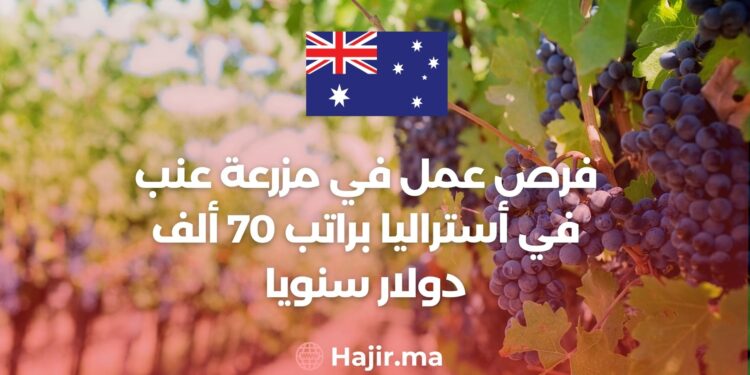 Job Opportunities on a Vineyard in Australia With a Salary of $70,000 Annually