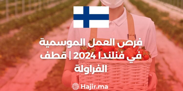 فرص العمل الموسمية في فنلندا 2024 | قطف الفراولة