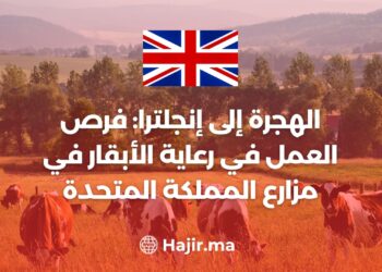 الهجرة إلى إنجلترا: فرص عمل في رعاية الأبقار في مزارع المملكة المتحدة