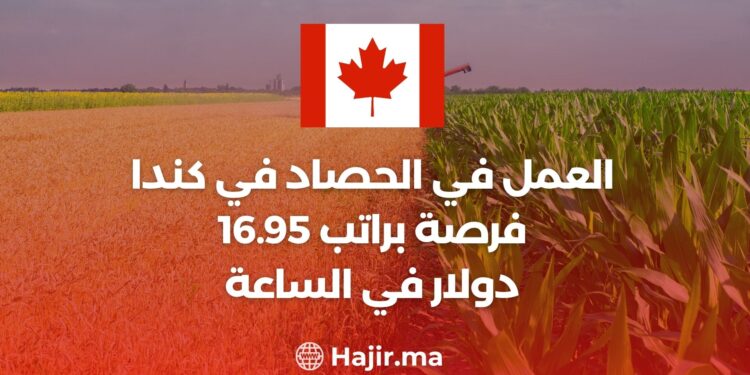 العمل في الحصاد في كندا فرصة براتب 16.95 دولار في الساعة