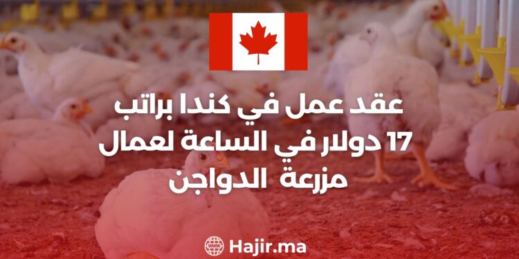 عقد عمل في كندا براتب 17 دولار في الساعة لعمال مزرعة الدواجن