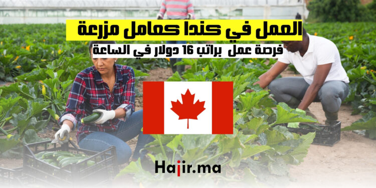فرص العمل في كندا كعامل مزرعة الخضروات براتب 16 دولار في الساعة