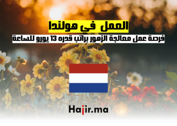 فرصة عمل في هولندا معالجة الزهور براتب قدره 13 يورو للساعة