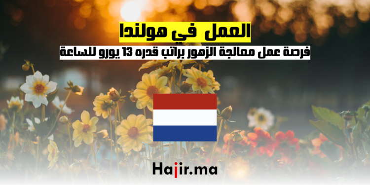 فرصة عمل في هولندا معالجة الزهور براتب قدره 13 يورو للساعة