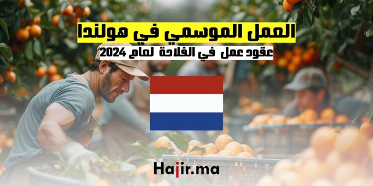 عقود العمل الموسمي في الفلاحة بهولندا لعام 2024