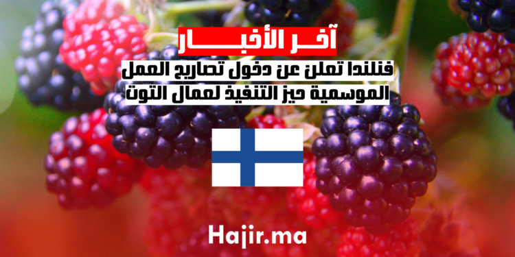 فنلندا تعلن عن دخول تصاريح العمل الموسمية حيز التنفيذ لعمال توت العليق