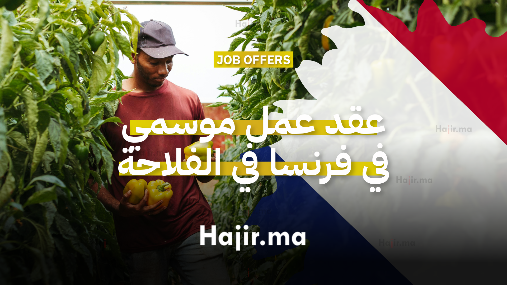 عقد عمل موسمي في فرنسا في الفلاحة لمدة 4 أشهر
