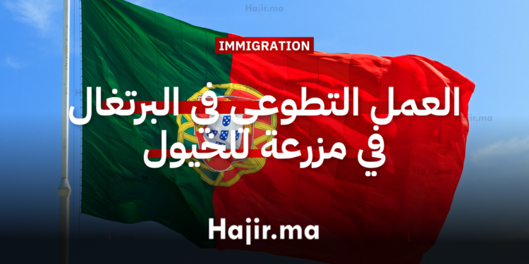 فرصة العمل التطوعي في البرتغال في مزرعة للخيول بسيركال دو ألينتيجو