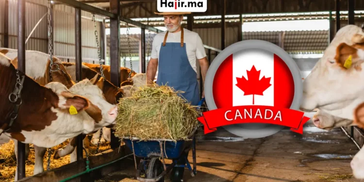 فرصة عمل في كندا للمغاربة والعرب 2026 براتب مرتفع وإقامة قانونية