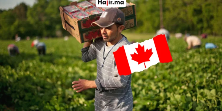 عامل مزرعة عام في كندا 2026 بعقد دائم وراتب 21 دولار في الساعة