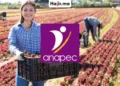 فرصة شغل دولية براتب شهري وحوافز مالية للعاملات الفلاحيات عبر الأنابيك ANAPEC