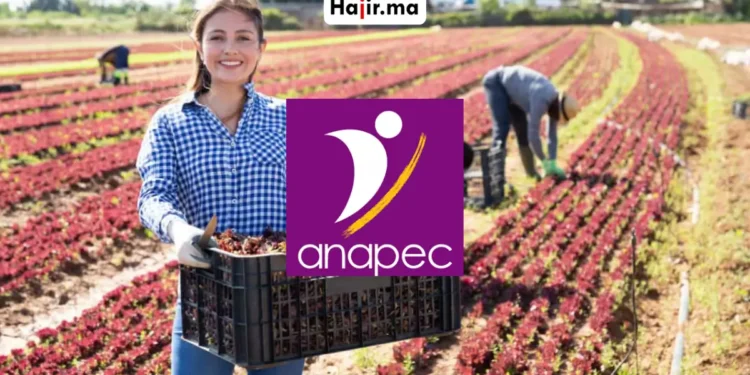 فرصة شغل دولية براتب شهري وحوافز مالية للعاملات الفلاحيات عبر الأنابيك ANAPEC