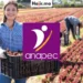 فرصة شغل دولية براتب شهري وحوافز مالية للعاملات الفلاحيات عبر الأنابيك ANAPEC