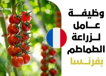 فرصة عمل براتب مجزي وعقد دائم بفرنسا لعام 2027 | عامل لزراعة الطماطم