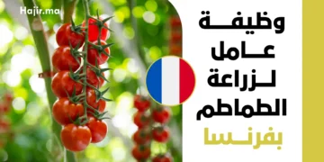 فرصة عمل براتب مجزي وعقد دائم بفرنسا لعام 2027 | عامل لزراعة الطماطم