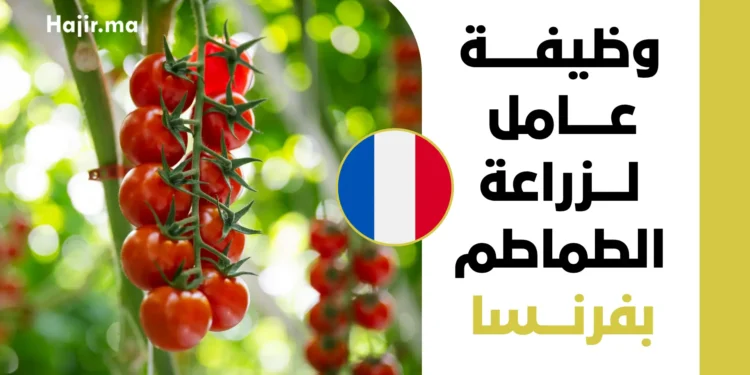 فرصة عمل براتب مجزي وعقد دائم بفرنسا لعام 2027 | عامل لزراعة الطماطم